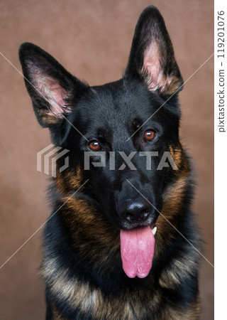 Vertical Portrait of German Shepherd Dog on Brown Background Vertical Portrait of German Shepherd Dog on Brown Background 119201076