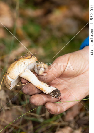 A person is holding a mushroom in their hand 119201555