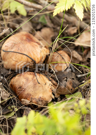 A bunch of mushrooms are growing in the forest 119201556