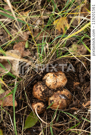A bunch of mushrooms are growing in the grass A bunch of mushrooms are growing in the grass 119201561