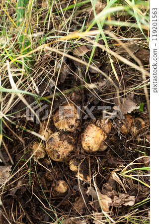 A bunch of mushrooms are growing in the grass 119201563