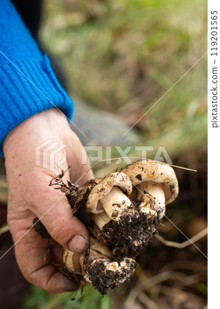 A person is holding a mushrooms in their hand A person is holding a mushrooms in their hand 119201565