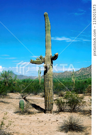 San Tan Mountains Sonora Desert Arizona On Film 119201973