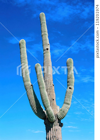 Closeup Old Saguaro Cactus Sonora desert Arizona on film 119201974