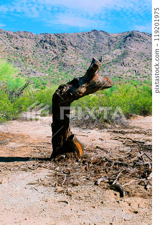 San Tan Mountains Sonora Desert Arizona On Film San Tan Mountains Sonora Desert Arizona On Film 119201975