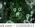 Moss that looks like a dog 119202613