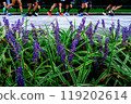 Wisteria flowers and the Imperial Palace runner 119202614