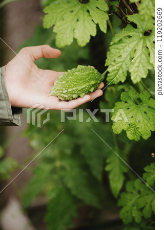 A girl plucks a momordica fruit, close-up A girl plucks a momordica fruit, close-up 119202669