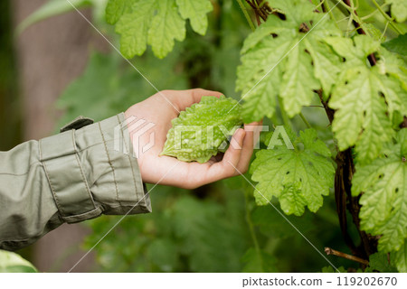 A girl plucks a momordica fruit, close-up 119202670