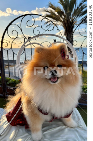 “一隻博美犬在海邊咖啡館微笑 | 可愛的圓眼睛” “一隻博美犬在海邊咖啡館微笑 | 可愛的圓眼睛” 119203340