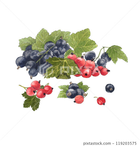 Watercolor frame of delicious black and red currant and their leaves. Botanical illustration 119203575