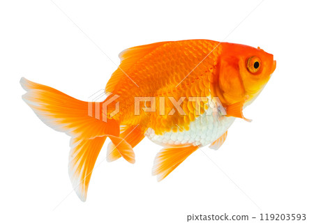 Oranda goldfish isolated on white background close up 119203593