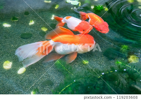 Goldfish in aquarium fish pond close up 119203608