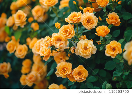 玫瑰 玫瑰 119203700