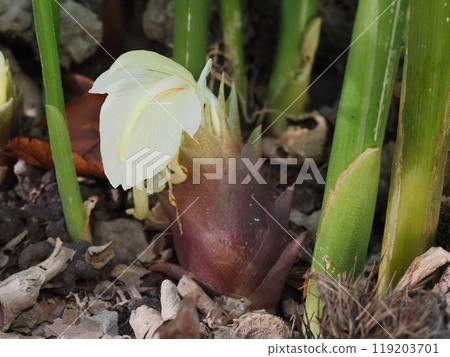  minga之花 119203701