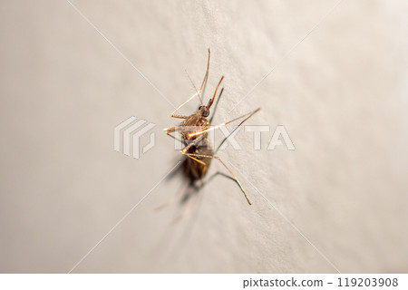 Mosquito on the wall background close up Mosquito on the wall background close up 119203908