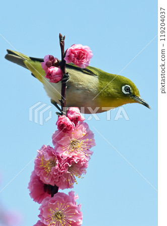 White-eye in the red plum blossoms in full bloom (dynamic image) (spring image) White-eye in the red plum blossoms in full bloom (dynamic image) (spring image) 119204037
