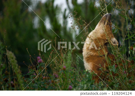 Ussuri dhole (Cuon alpinus alpinus), also known as the Indian wild dog. Ussuri dhole (Cuon alpinus alpinus), also known as the Indian wild dog. 119204124