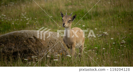Carpa falconeri heptner. Turkmenian Markhor unique species. 119204128