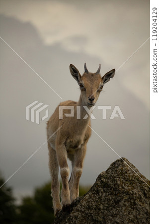 Carpa falconeri heptner. Turkmenian Markhor unique species. 119204129