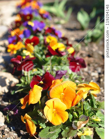 Pansies blooming in the flower bed 119204148