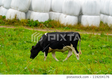 Hokkaido: Scenery of cows grazing 119204176