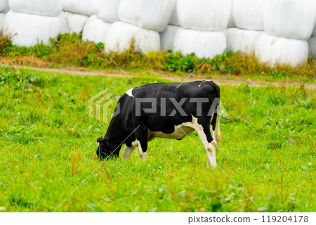 Hokkaido: Scenery of cows grazing Hokkaido: Scenery of cows grazing 119204178