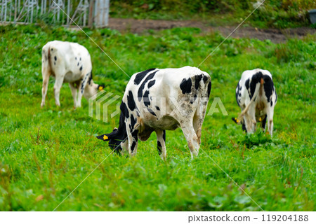 Hokkaido: Scenery of cows grazing Hokkaido: Scenery of cows grazing 119204188