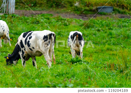 Hokkaido: Scenery of cows grazing 119204189