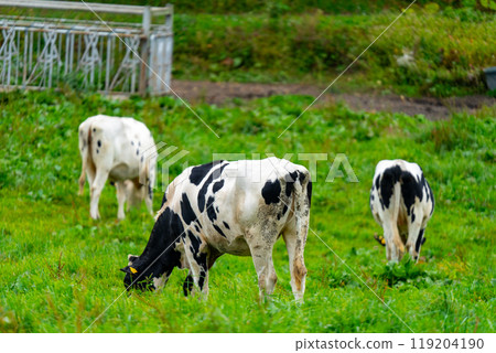 Hokkaido: Scenery of cows grazing Hokkaido: Scenery of cows grazing 119204190