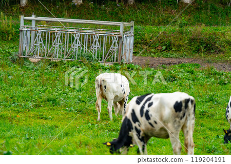 Hokkaido: Scenery of cows grazing 119204191