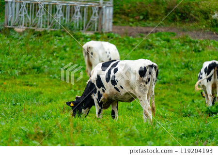 Hokkaido: Scenery of cows grazing 119204193