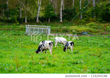 Hokkaido: Scenery of cows grazing Hokkaido: Scenery of cows grazing 119204196