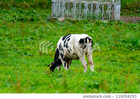 Hokkaido: Scenery of cows grazing Hokkaido: Scenery of cows grazing 119204203
