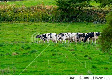 Hokkaido: Scenery of cows grazing 119204209