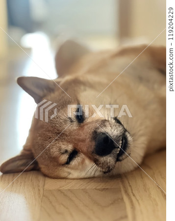Cute red Shiba inu dog is sleeping on the bed in the bedroom 119204229
