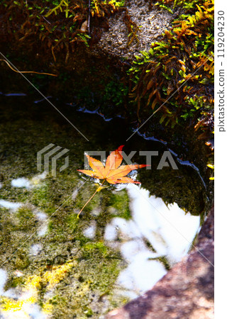 秋葉漫步 秋葉漫步 119204230