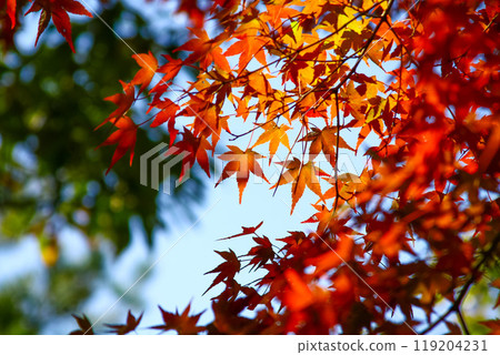 秋葉漫步 119204231