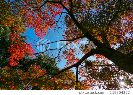 秋葉漫步 119204232