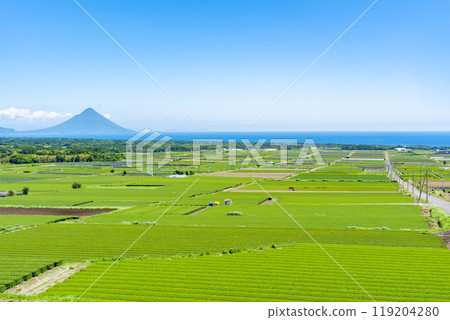 View of the tea fields and Mt. Kaimon from Nakahara Park (Makurazaki City) 119204280