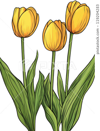 Bright yellow tulips in full bloom with green leaves against a white background 119204283