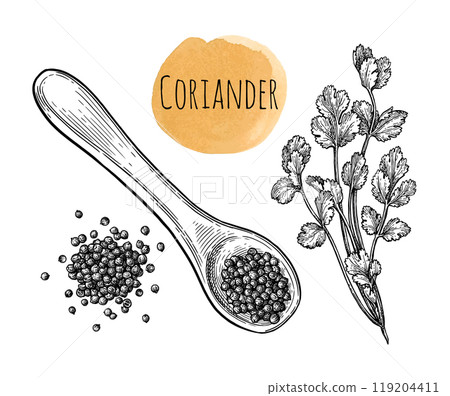 Coriander ink sketch. Coriander ink sketch. 119204411