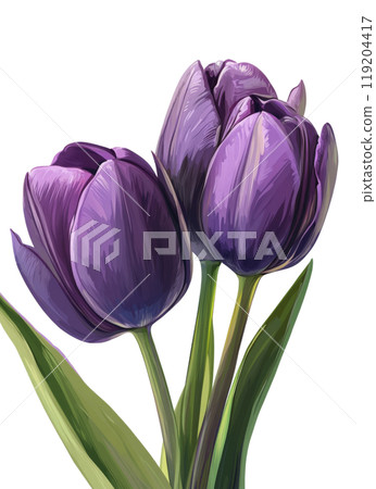 Three vibrant purple tulips in full bloom against a plain background showcasing springtime beauty Three vibrant purple tulips in full bloom against a plain background showcasing springtime beauty 119204417