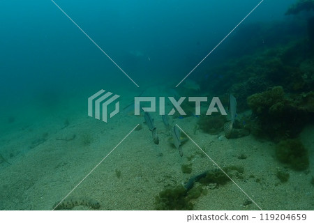 在海中景觀 119204659