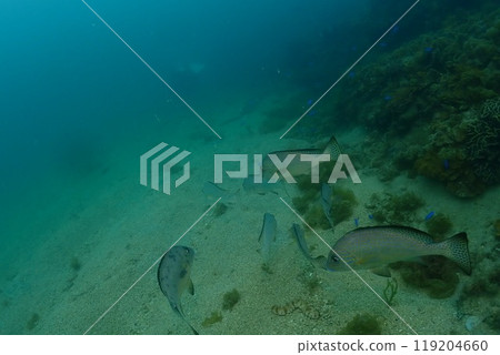 在海中景觀 在海中景觀 119204660