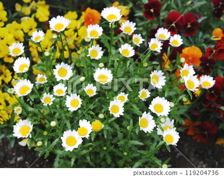 North pole at the flower bed 119204736