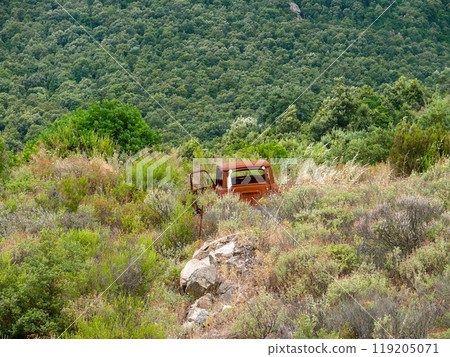 Rusty Abandoned Car Overgrown in Lush Wilderness 119205071