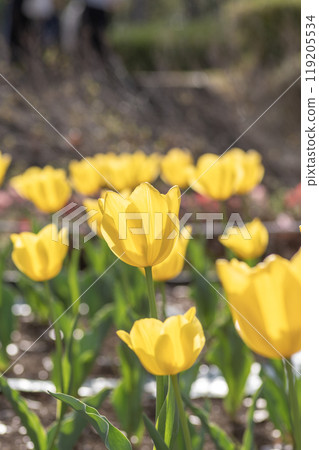 Yellow tulips blooming in a flowerbed in the park 119205534