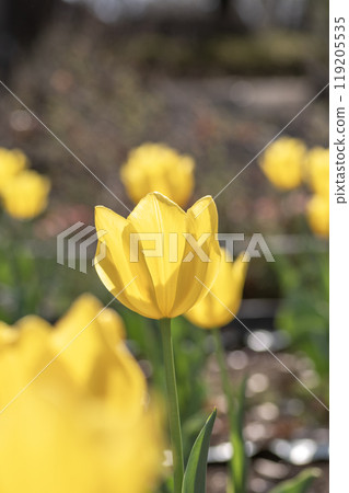 公園花壇裡盛開的黃色鬱金香 119205535