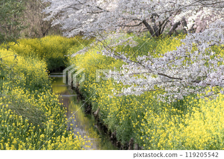 Spring scenery: Cherry blossoms and rape blossoms in full bloom 119205542